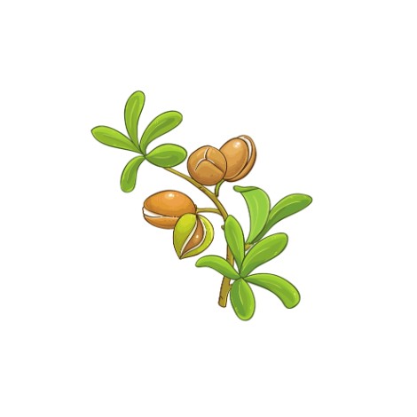 Huile d'argan, anti-âge