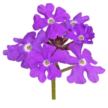 Hydrolat de verveine citronnée bio (Lippia citriodora)