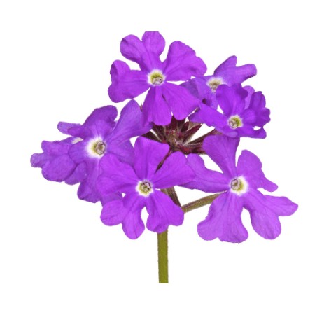Hydrolat de verveine citronnée bio (Lippia citriodora)