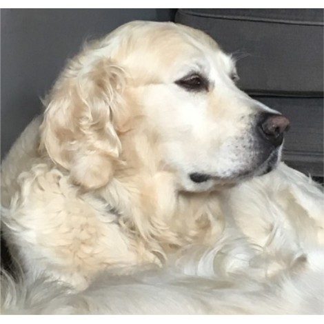 Gentle shampoo for furry animals